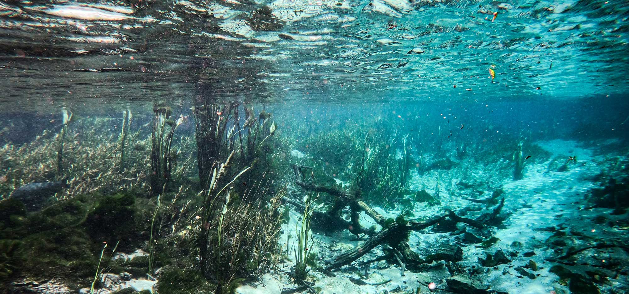 Biobase | Unterwasser-Kartografierung - Vegetationsüberwachung
