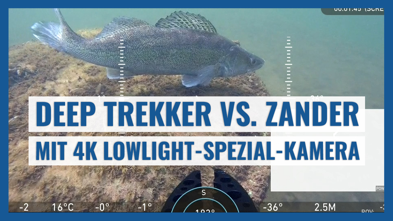 Deep Trekker ROV VS. ZANDER - spektakuläre Unterwasser-Aufnahmen