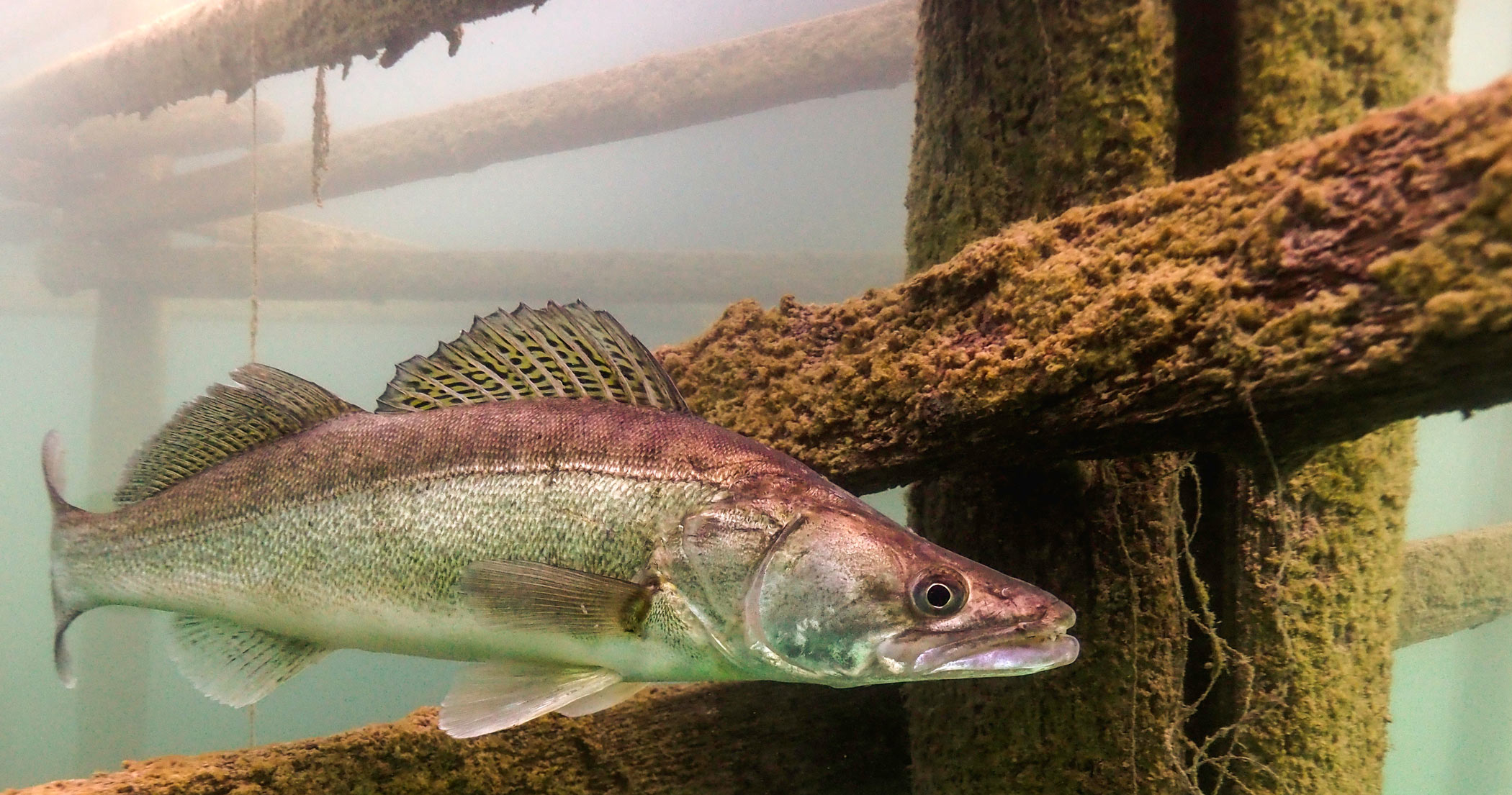 Raubfisch angeln mit dem Echolot